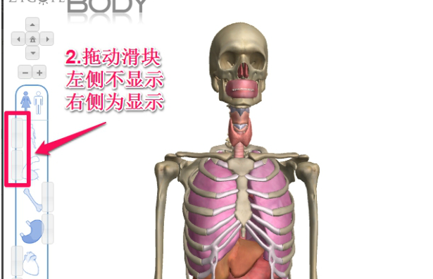 谷歌人體瀏覽器