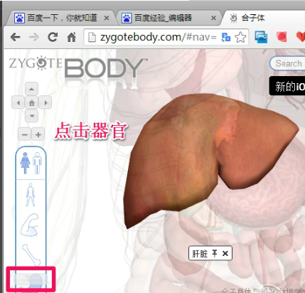 谷歌人體瀏覽器